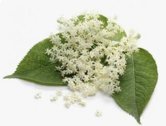 Organic dried antioxidant elderberry tea.