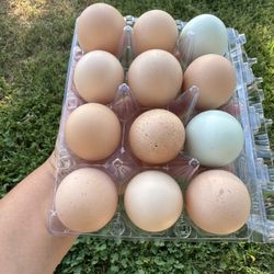 Fresh Eggs 