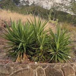 Free Plant- Must Remove 