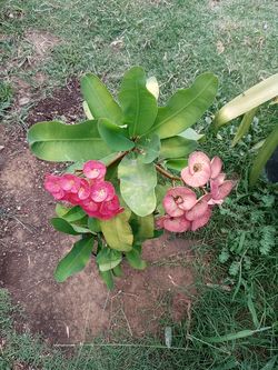 Plantas del mismo color de corona de cristo. Diferentes tamanos