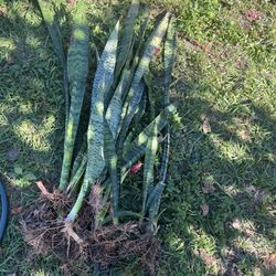 SNAKE PLANT MATHER’S IN LOW TONGUE PLANT FOR SALE 