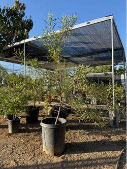 African Sumac - Shade Tree