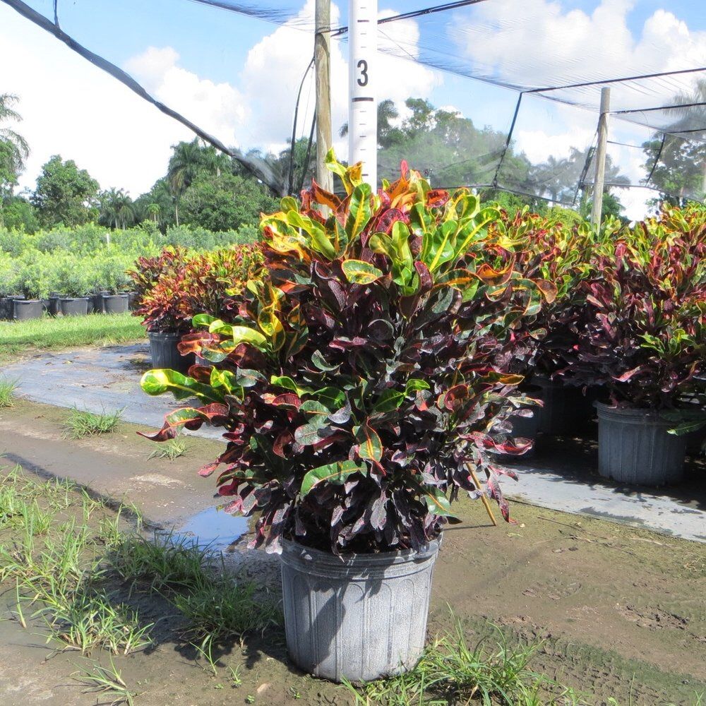 Croton mamey mammy hedge 7 gallons mamey plants for sale plantas de cerca