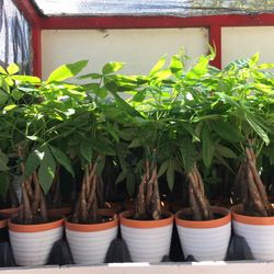 Money Tree In 5” Ceramic Pot. SPECIAL PRICE !🤩
