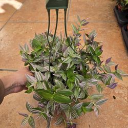 Tradescantia Lilac, Pink Panther and Rainbow 