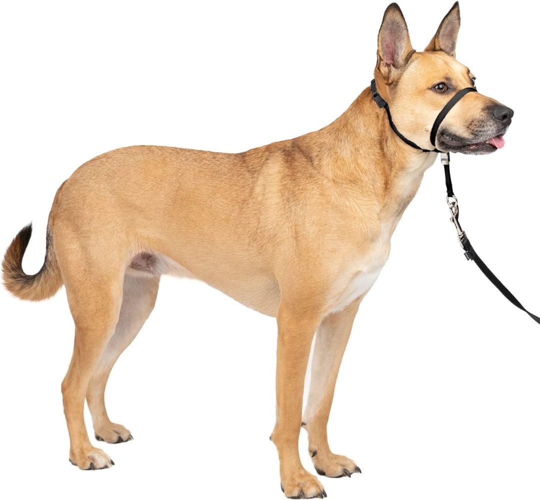 No-Pull Head Collar for Dogs, Dog Head Collar