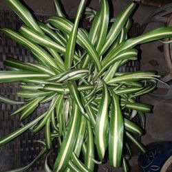 Airplain  Spider Plant  1/2 Galón  Only One 