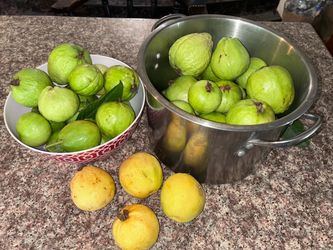 Fresh Organic Guavas for Sale