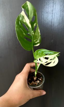 Albo variegated adansonii montera fully rooted plant