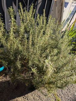 Big Rosemary Plant ( Romero)