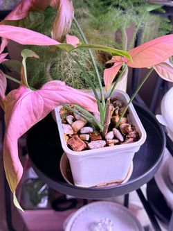 Syngonium Pink Perfection