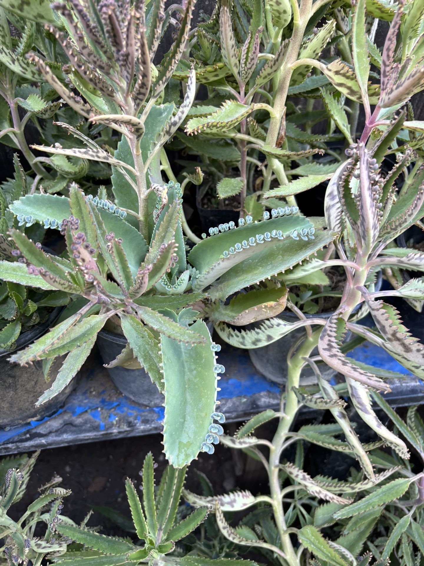Kalanchoe O Madre De Miles 