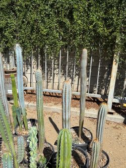 Cactus