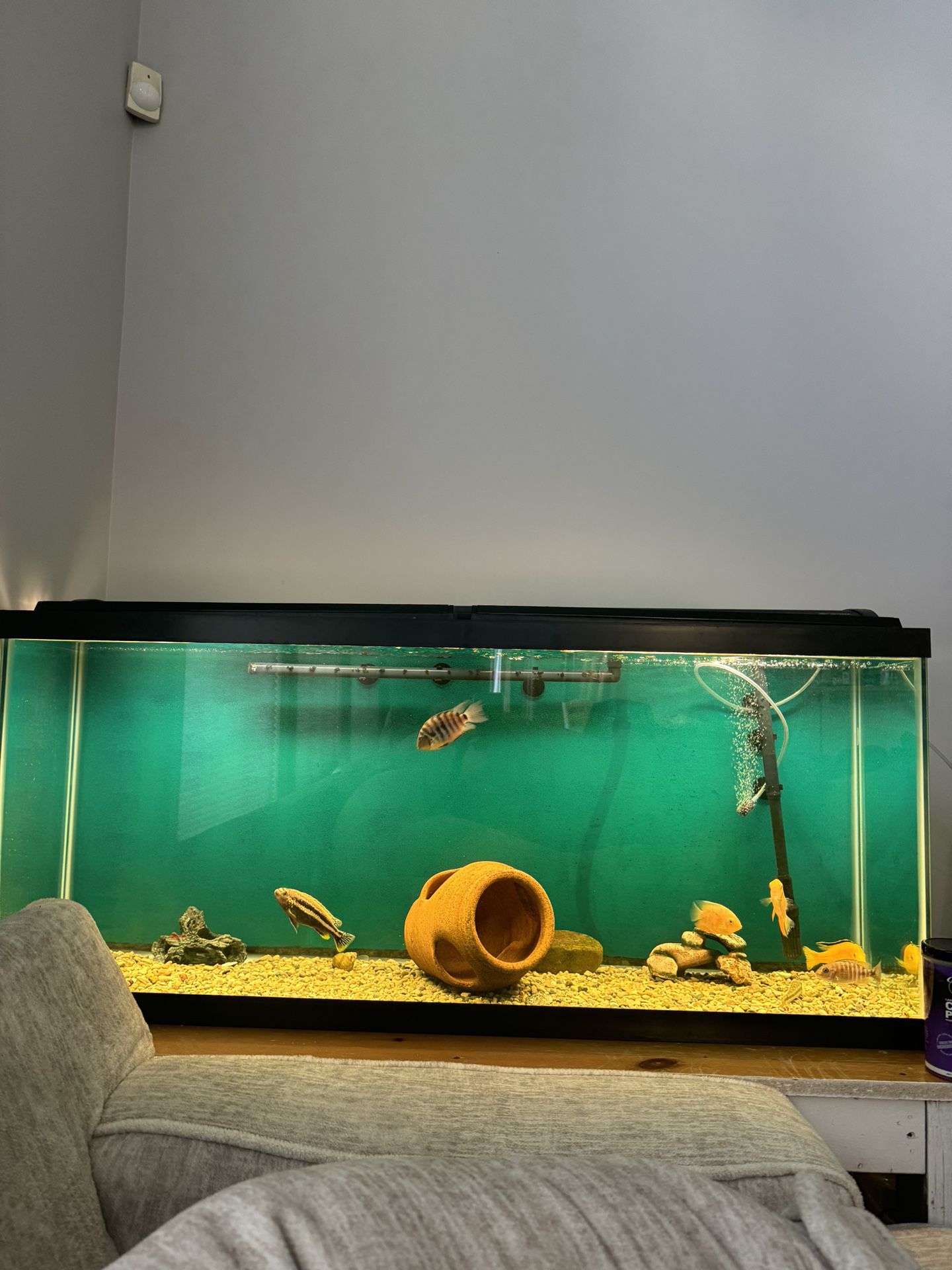 60 Gallon Aquarium With Handmade Stand 