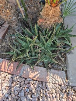 Tiger Aloe Pups