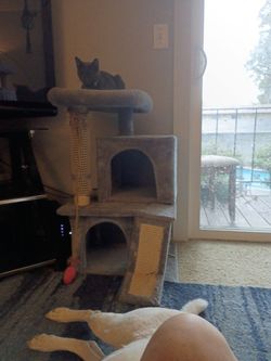 Cat Tree that needs a little TLC