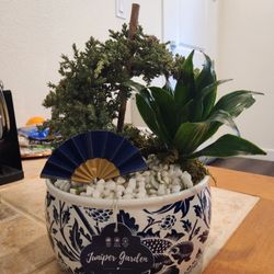 12" height Juniper Garden Penang Nursery plant in beautiful pot, indoor plant, easy maintain, med-high light  