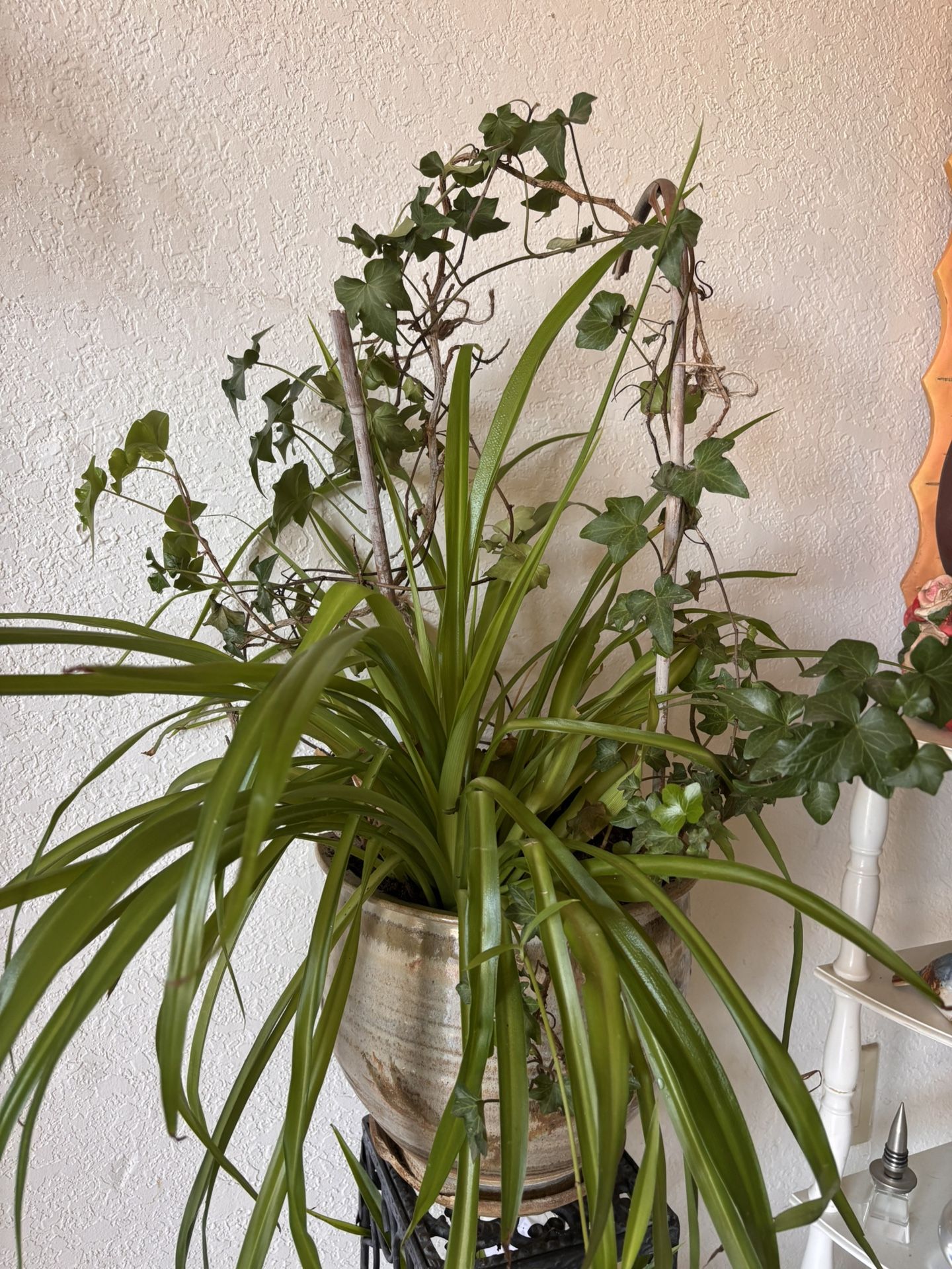 Planta/ Plant