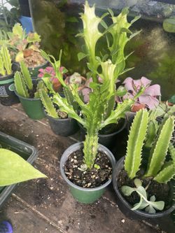 Variegated Milk Tree. 🌲 