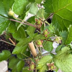 Blackberries Plant