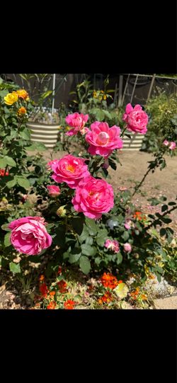 Pink rose plant