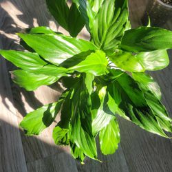 Rooted Peace Lily Plant For Indoor Outdoor Plants