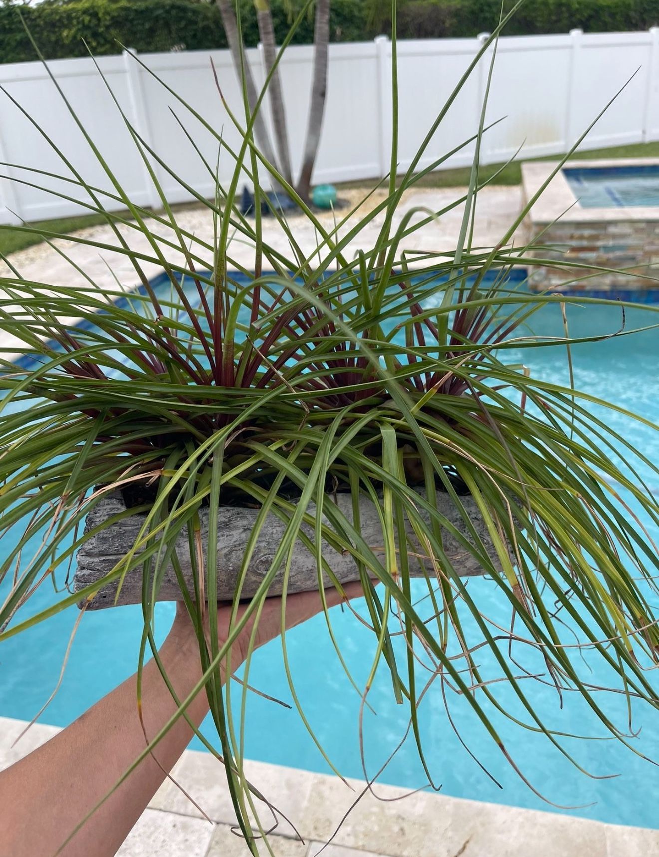 Outdoor Plant With A Ceramic Pot