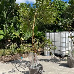 Sapodilla