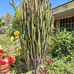 7' Cactus
