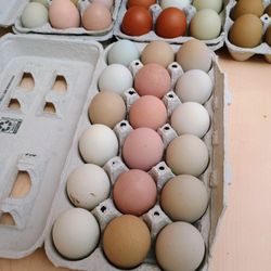 Hatching Eggs 