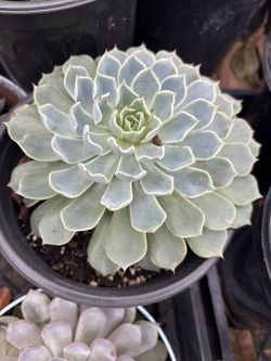 Succulent 1 Gallon Pot 