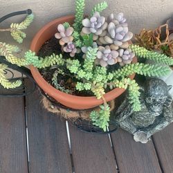 Donkey Tail Succulent 