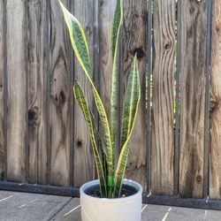 Indoor Mother-in-Law Or Snake Plant