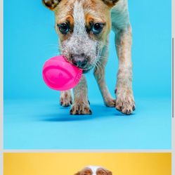 Hartz DuraPlay Ball Squeaky Latex Dog Toy, Medium 3 Pack