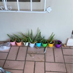 Aloe Vera Savila Plants For Sale $5 Each 