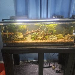 60 Gallon Aquarium