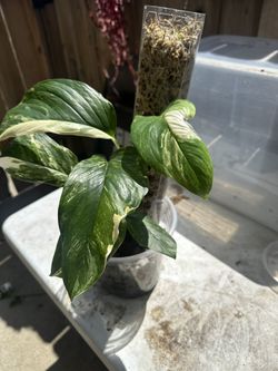 Monstera Lechleriana Albo