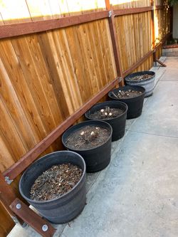 Flower pot