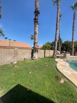 Palm trees