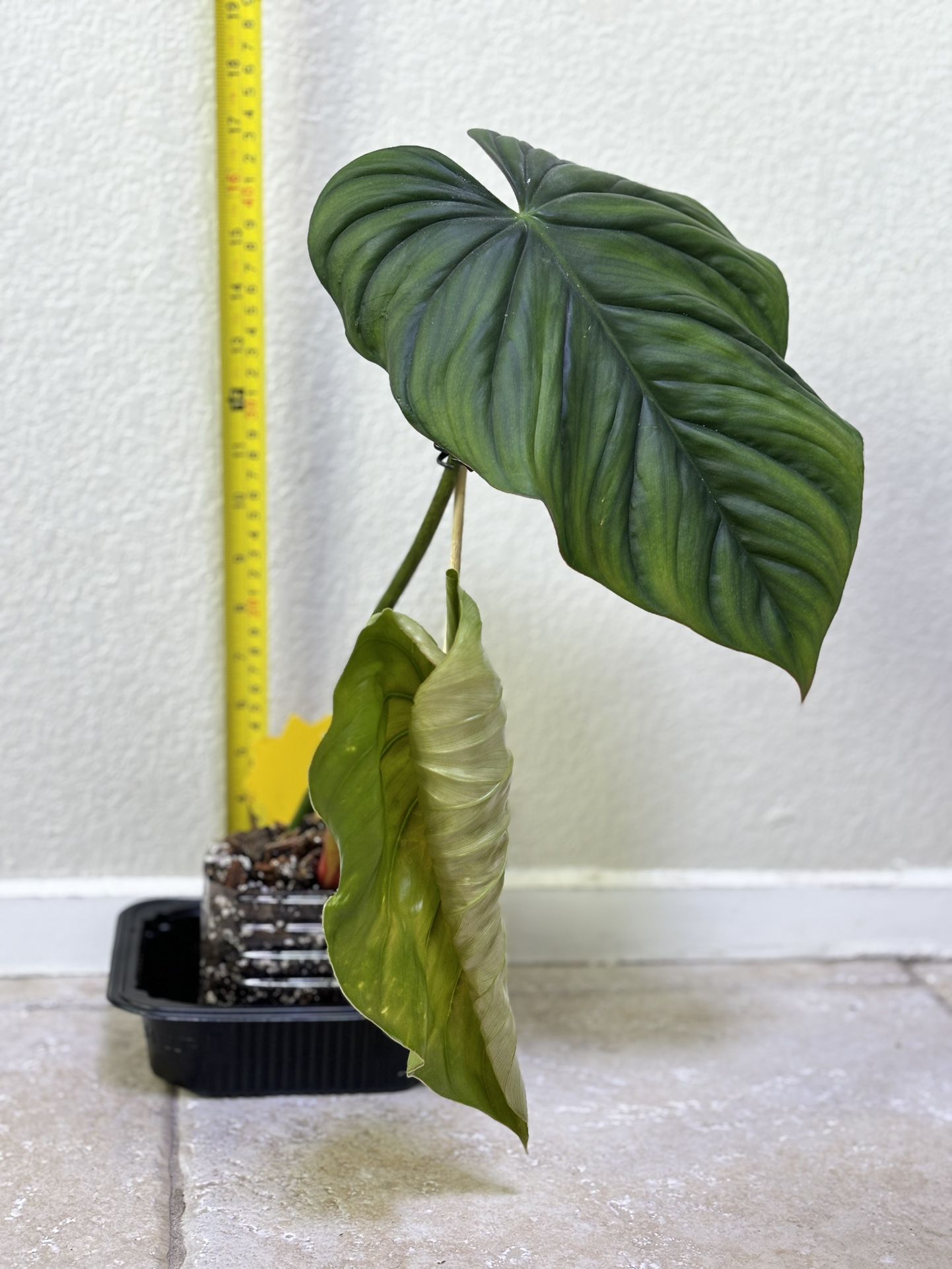 Live Philodendron SP Columbia Rooted Cutting
