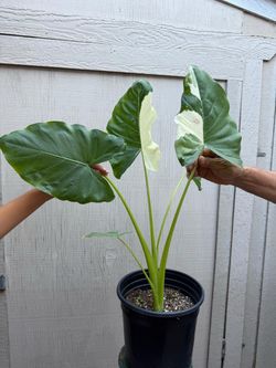 8” alocasia macrorrhiza albo