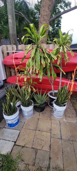 Florida Plants. All 7 pots for$ 30