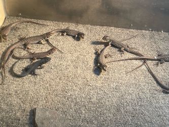 Reptile Enclosure Carpet