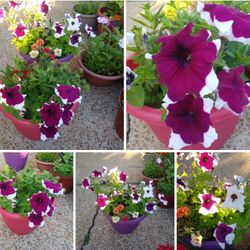 Mix flowers in large pots$14 Each pot