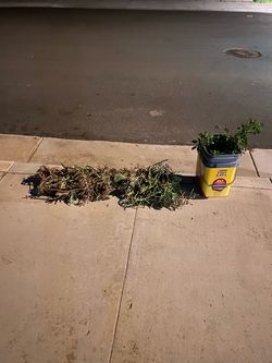 Free plant cuttings