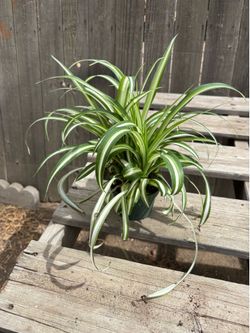 Spider Plants, $8 each