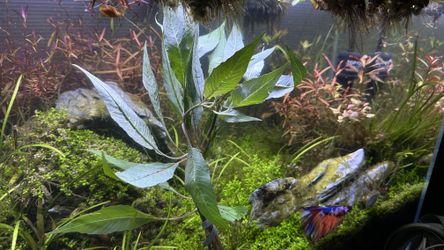 Hygro Blue Large Bundle Rare Live Aquarium Plant For Fish Tanks ! 