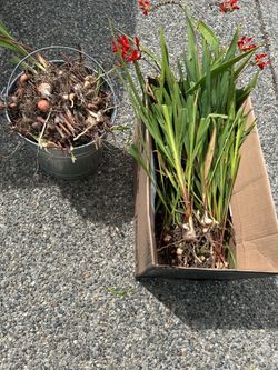 Crocosmia  bulbs