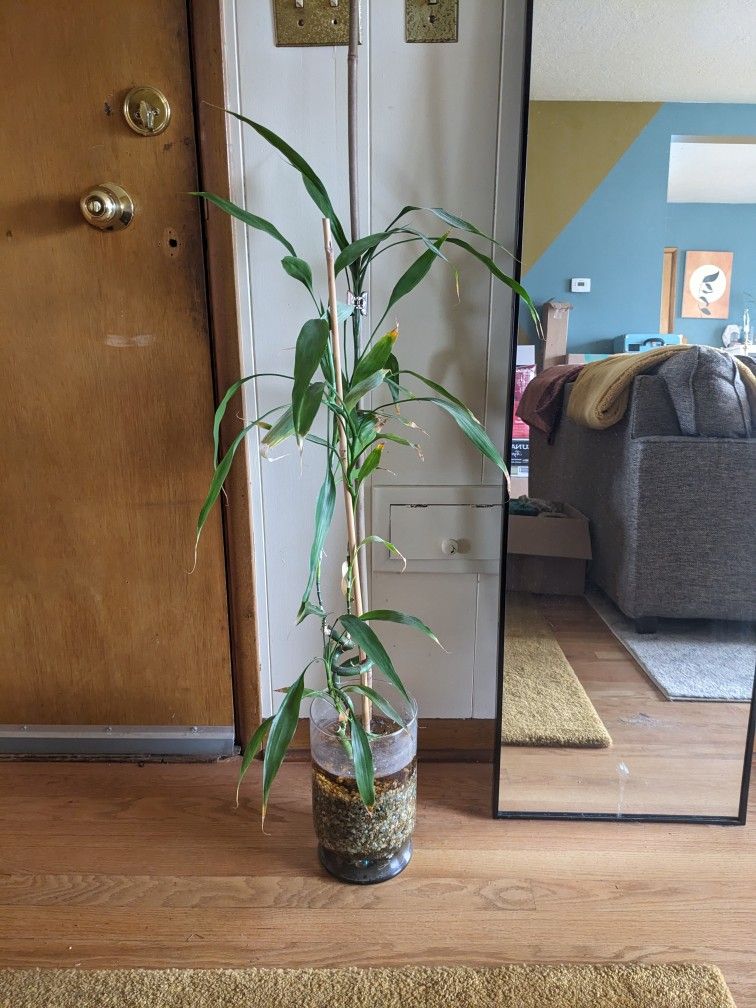 Bamboo Plant