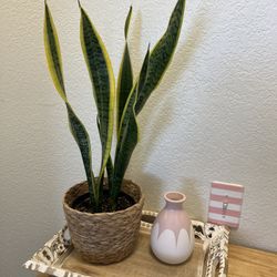 Snake Plant Sanseveria Comes in a 6" Nursery Pot, Basket not include ☑️ Profile for More Plants